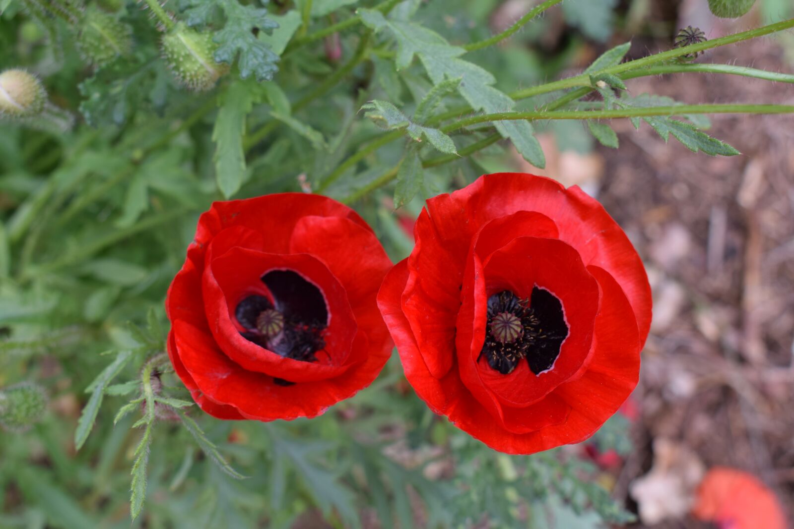 Nikon D5300 sample photo. Flower, red, bloom photography