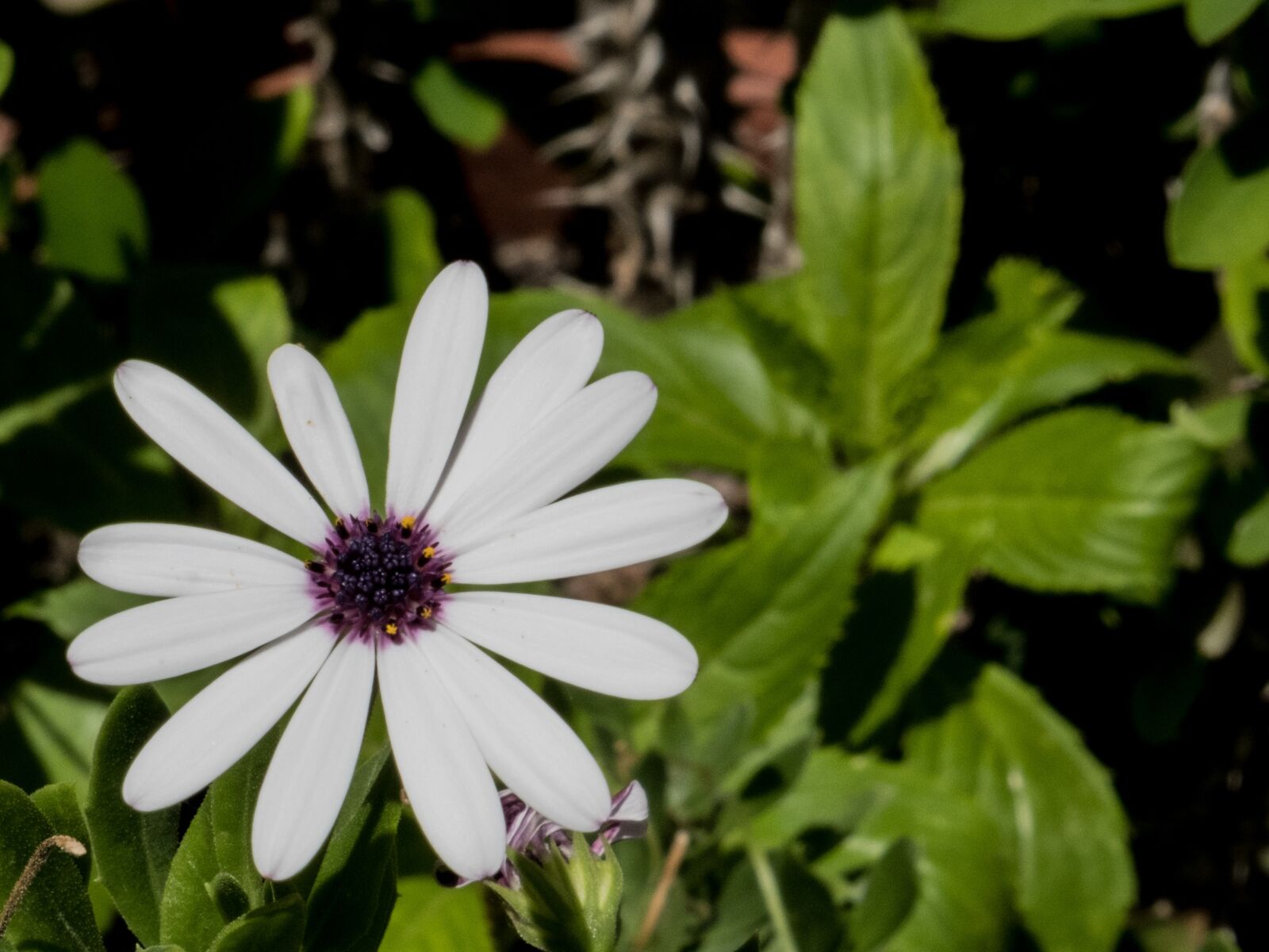 Fujifilm XF 18-55mm F2.8-4 R LM OIS sample photo. Flower, color, flowers photography