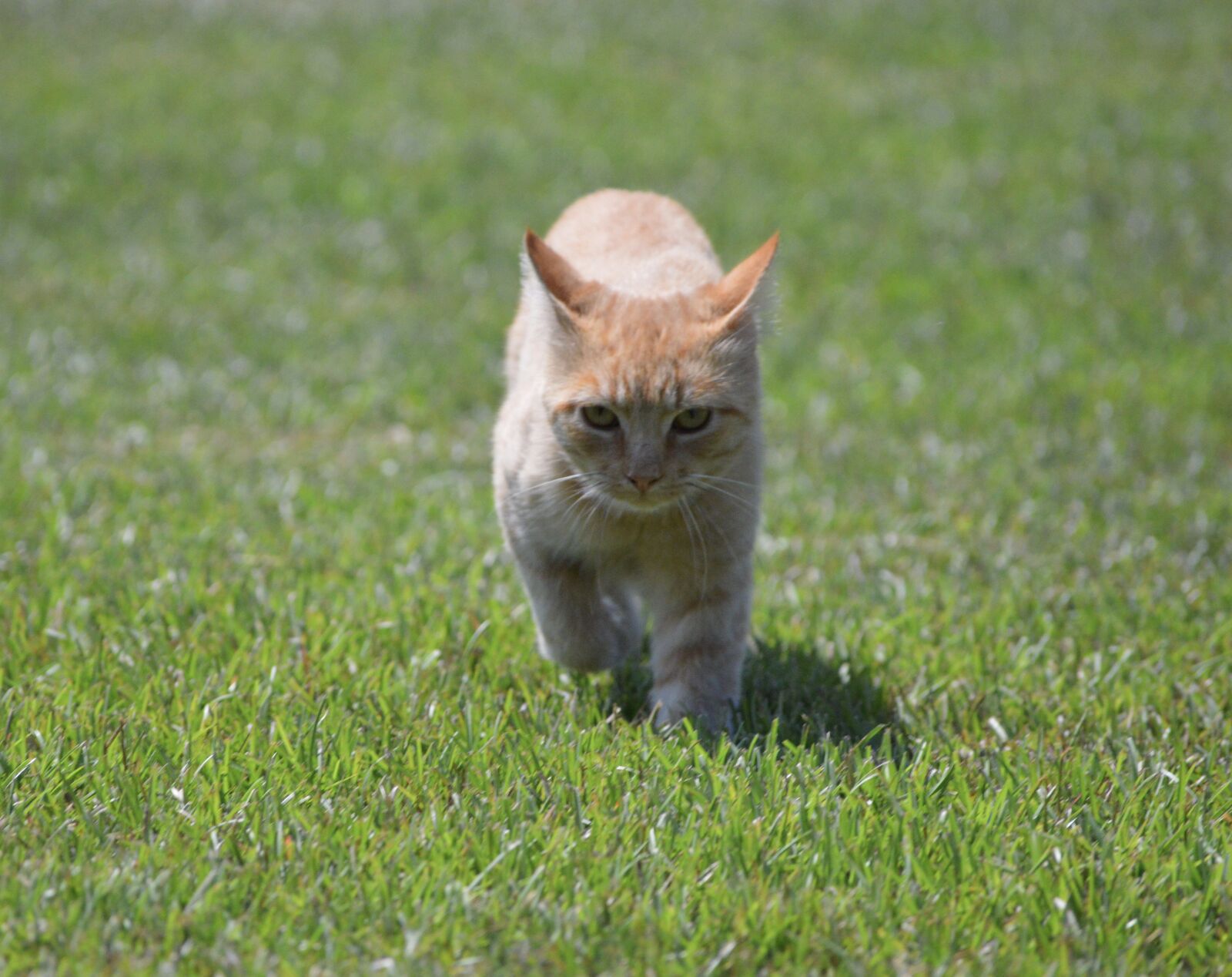 Nikon D3200 sample photo. Harry, cat, orange tabby photography