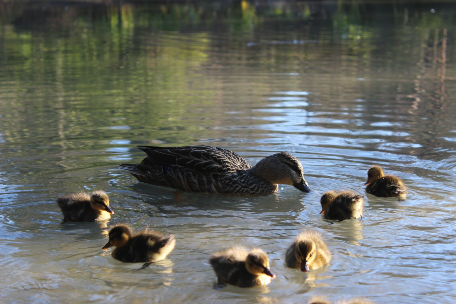 Canon EOS 600D (Rebel EOS T3i / EOS Kiss X5) sample photo. Water, lake, duck photography