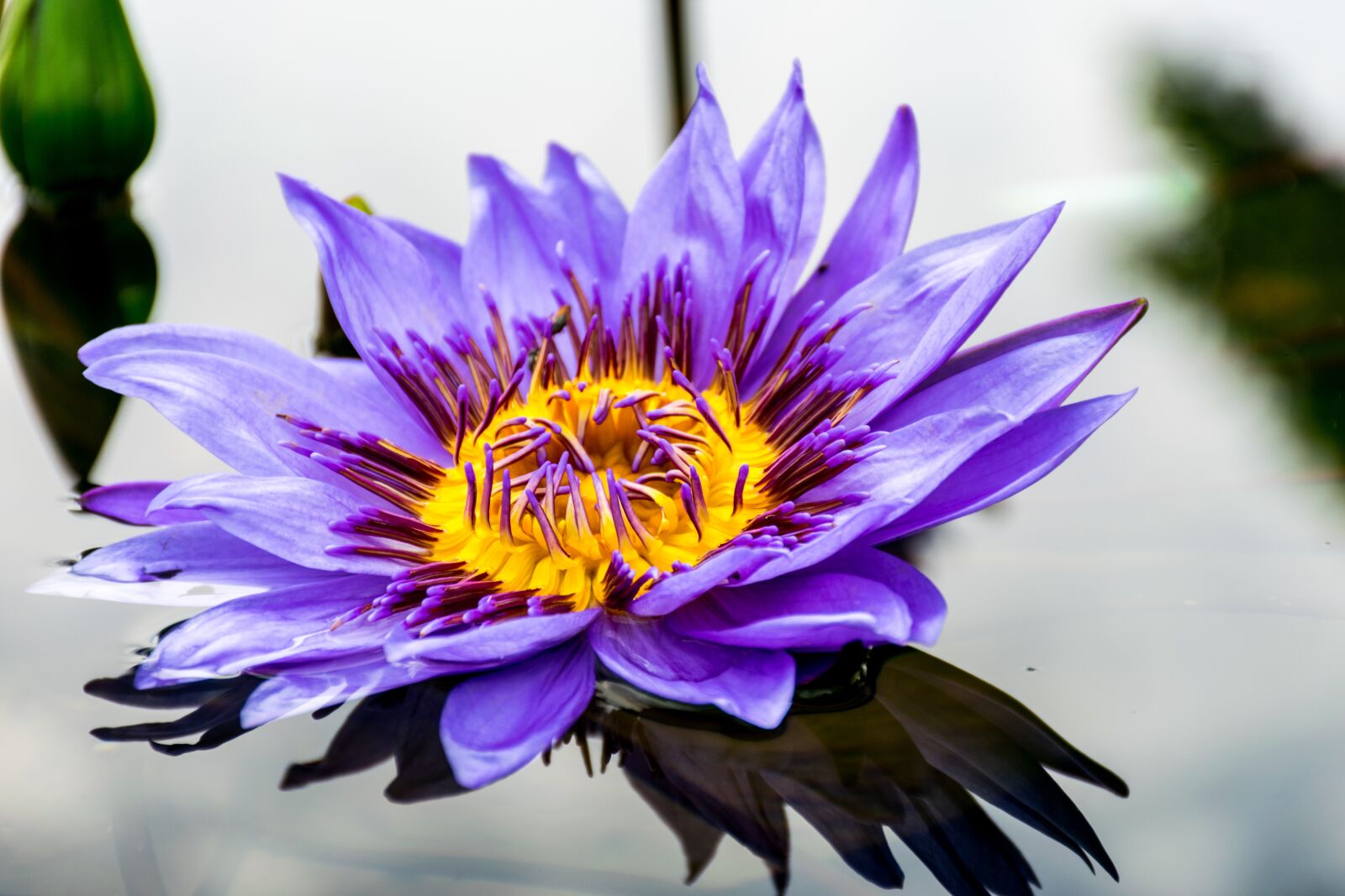 Nikon D5300 sample photo. Flower, nature, purple photography