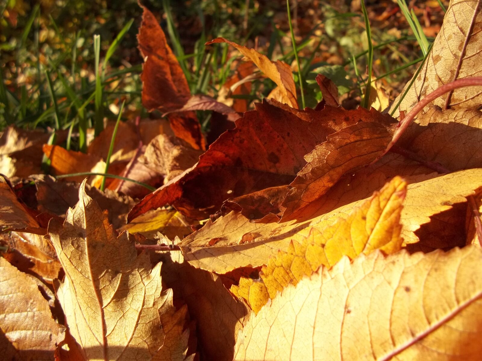 Kodak EASYSHARE C183 DIGITAL CAMERA sample photo. Leaves, yellow, autumn photography