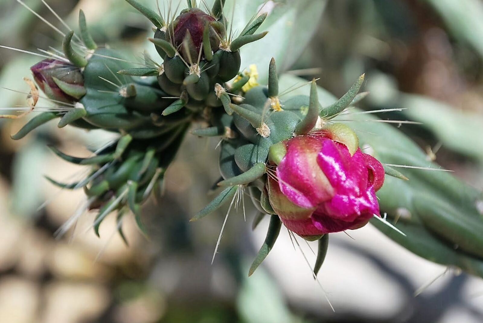 Nikon D60 sample photo. Cactus, flower, pink photography