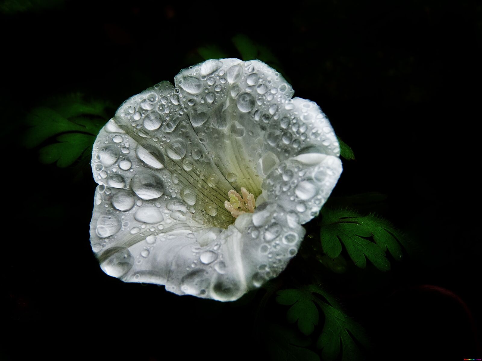 Panasonic DMC-FZ18 sample photo. Flower, petals, plant photography
