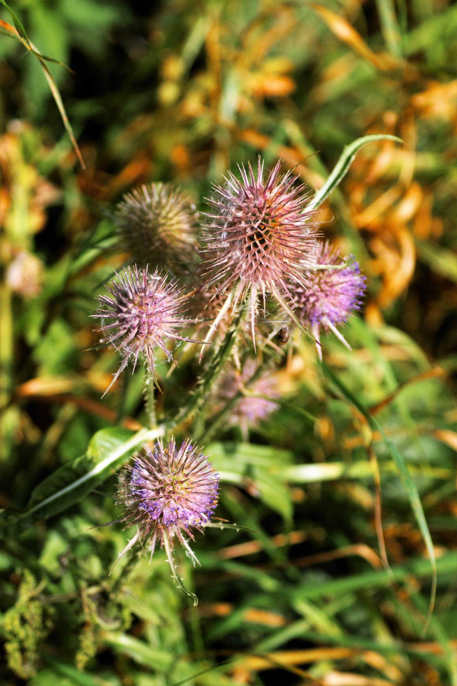 Canon EF 70-300mm F4-5.6L IS USM sample photo. Thistle, spiky, plant photography