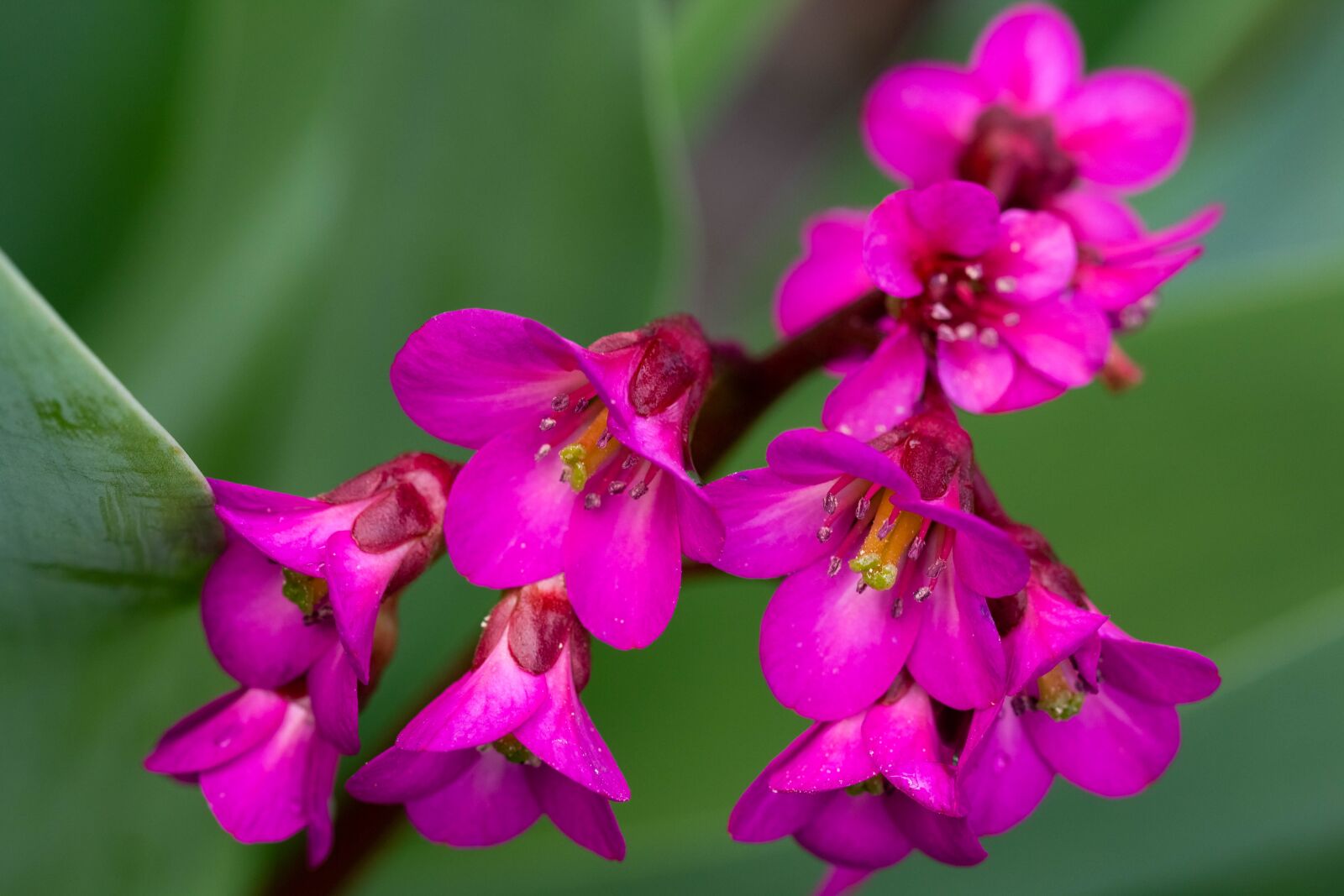 Canon EF 100mm F2.8L Macro IS USM sample photo. Flower, plant, spring photography