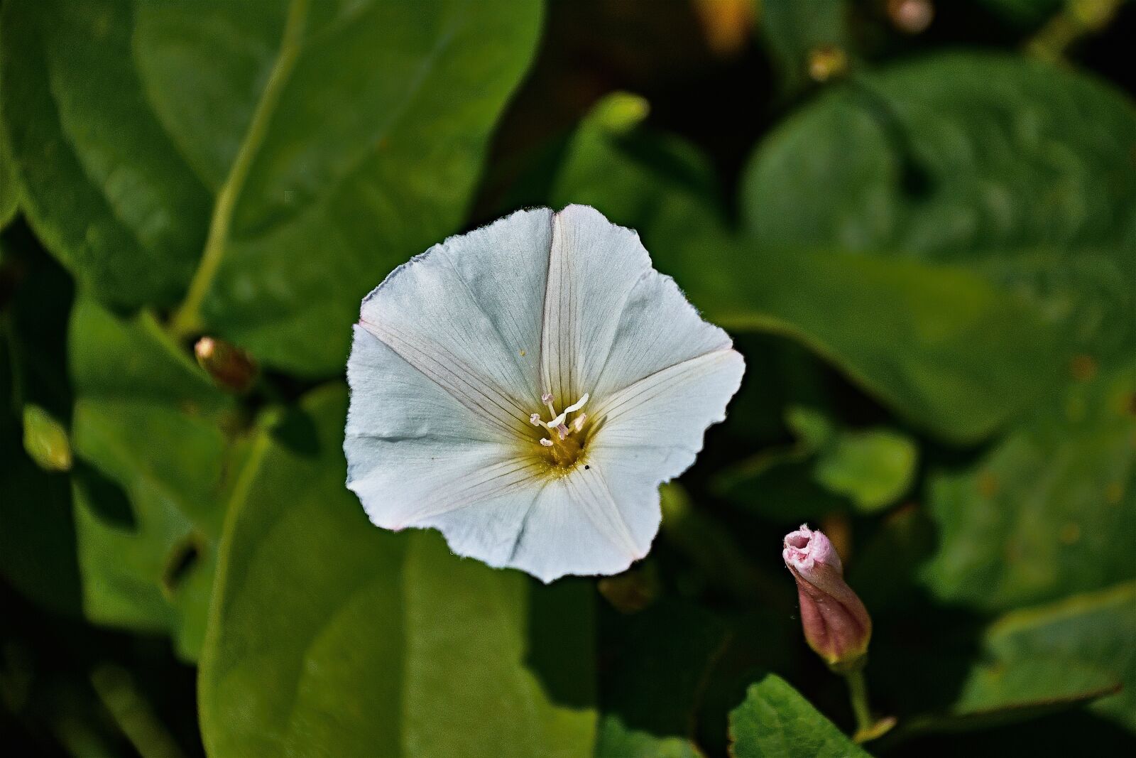 Nikon D7200 sample photo. Bell, flower, garden photography