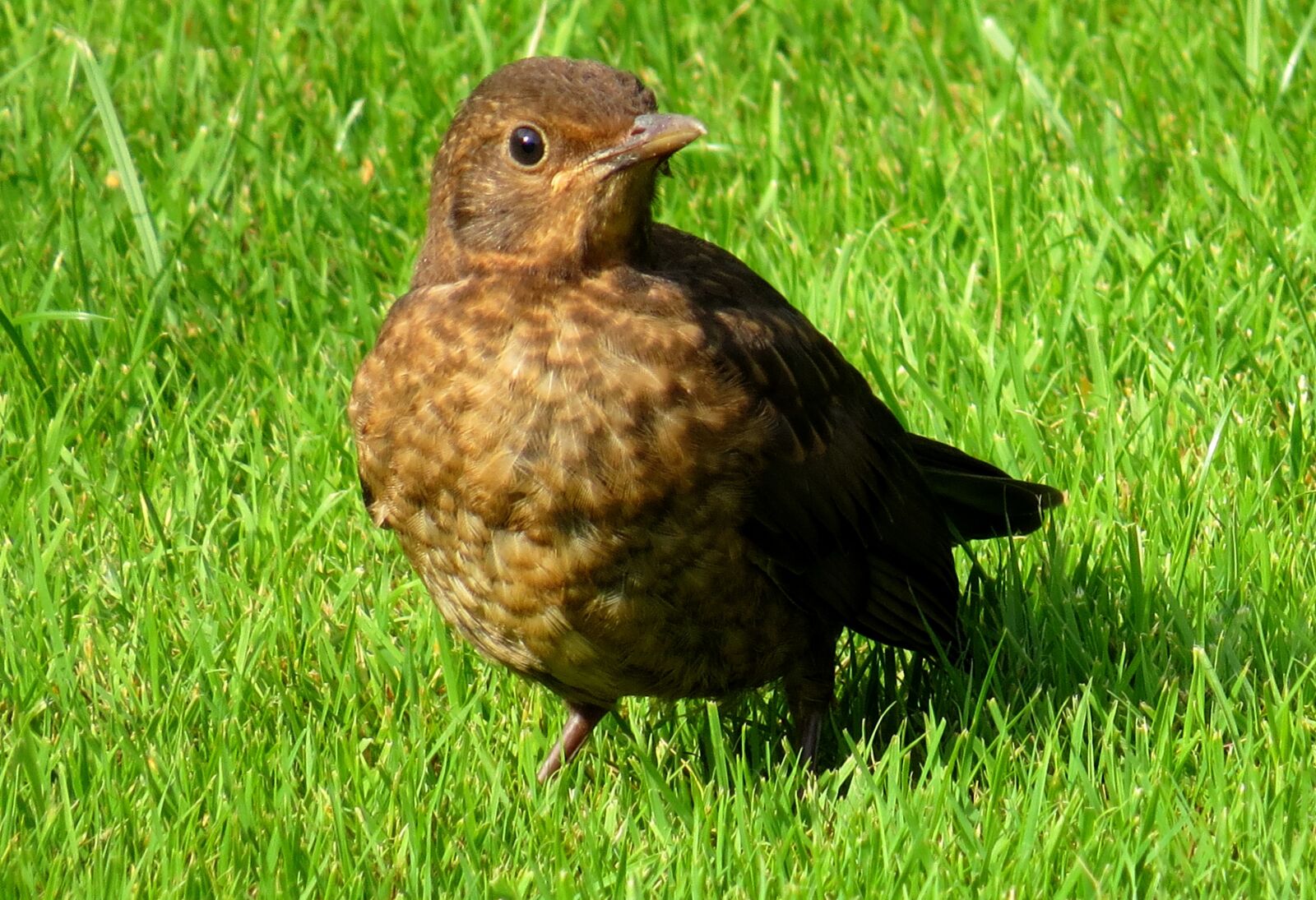Canon PowerShot SX50 HS sample photo. Blackbird, bird, meadow photography