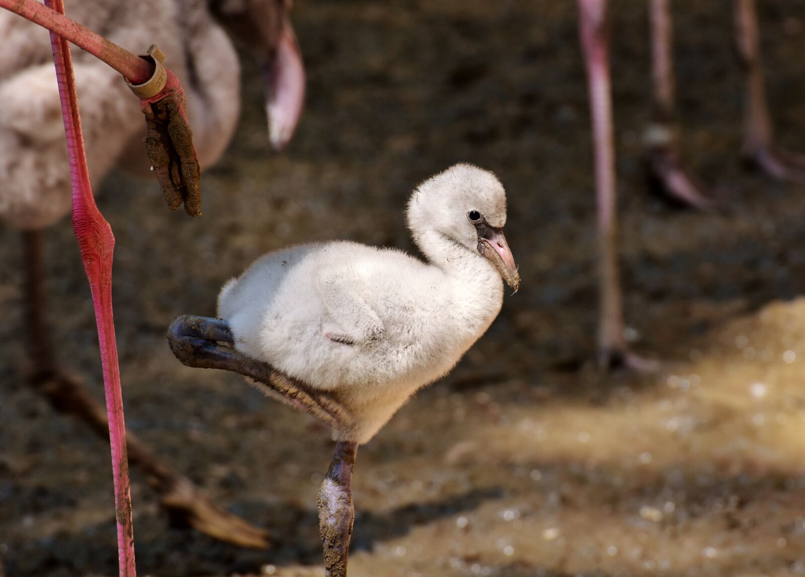 Nikon D7200 sample photo. Flamingos, chicks, cute photography