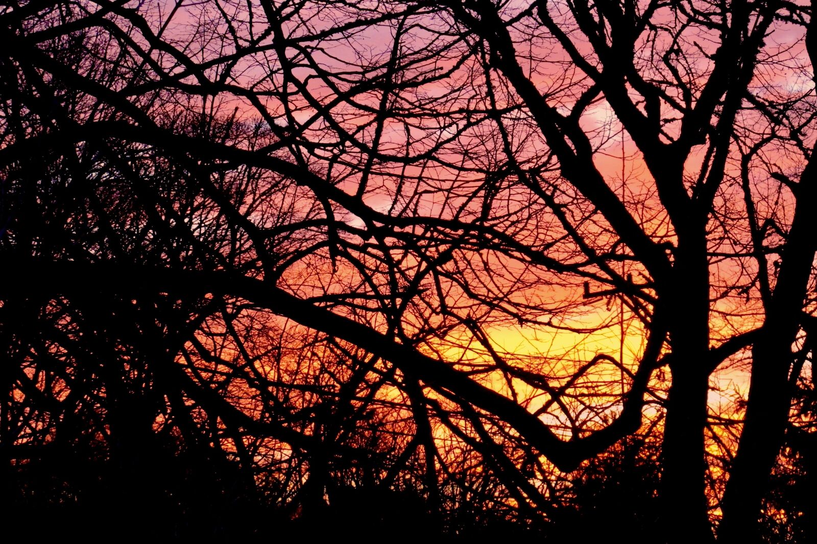Canon PowerShot G12 sample photo. Sunset, forest, nature photography