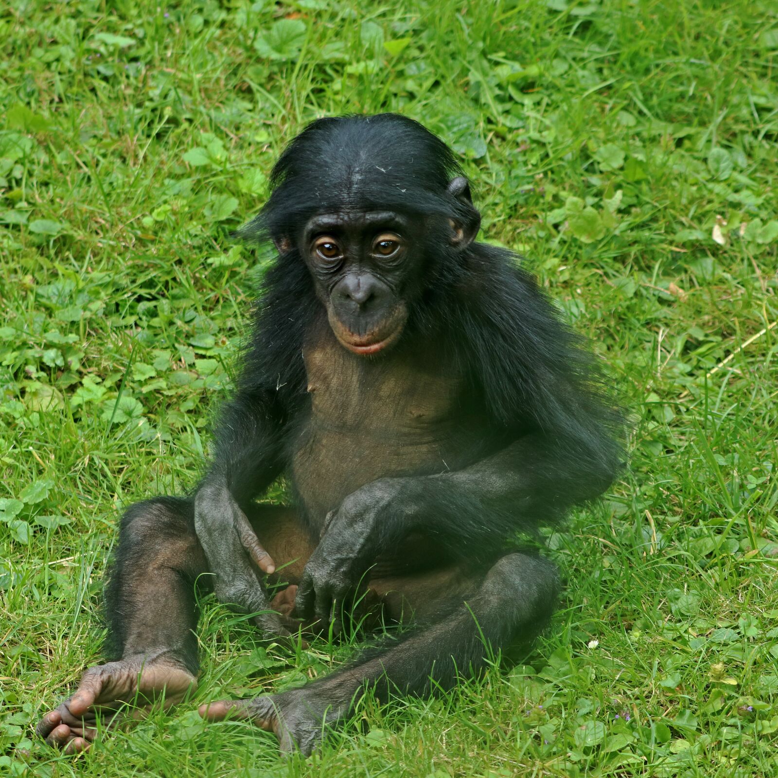 Canon EF 70-300 F4-5.6 IS II USM sample photo. Bonobos, ape, primates photography