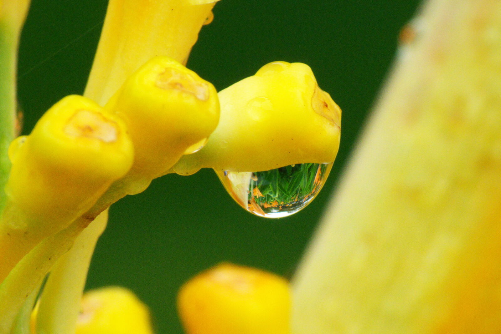 Panasonic Lumix DMC-FZ35 (Lumix DMC-FZ38) sample photo. Dew, droplet, macro, nature photography