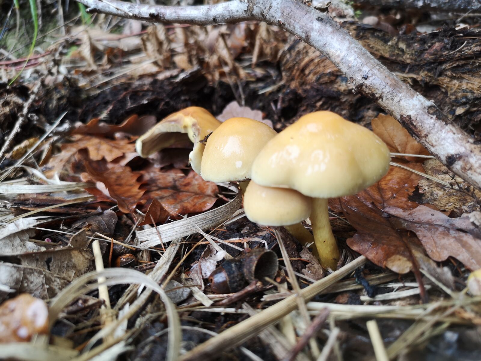 HUAWEI CLT-L29 sample photo. Mushroom, forest, leaves photography