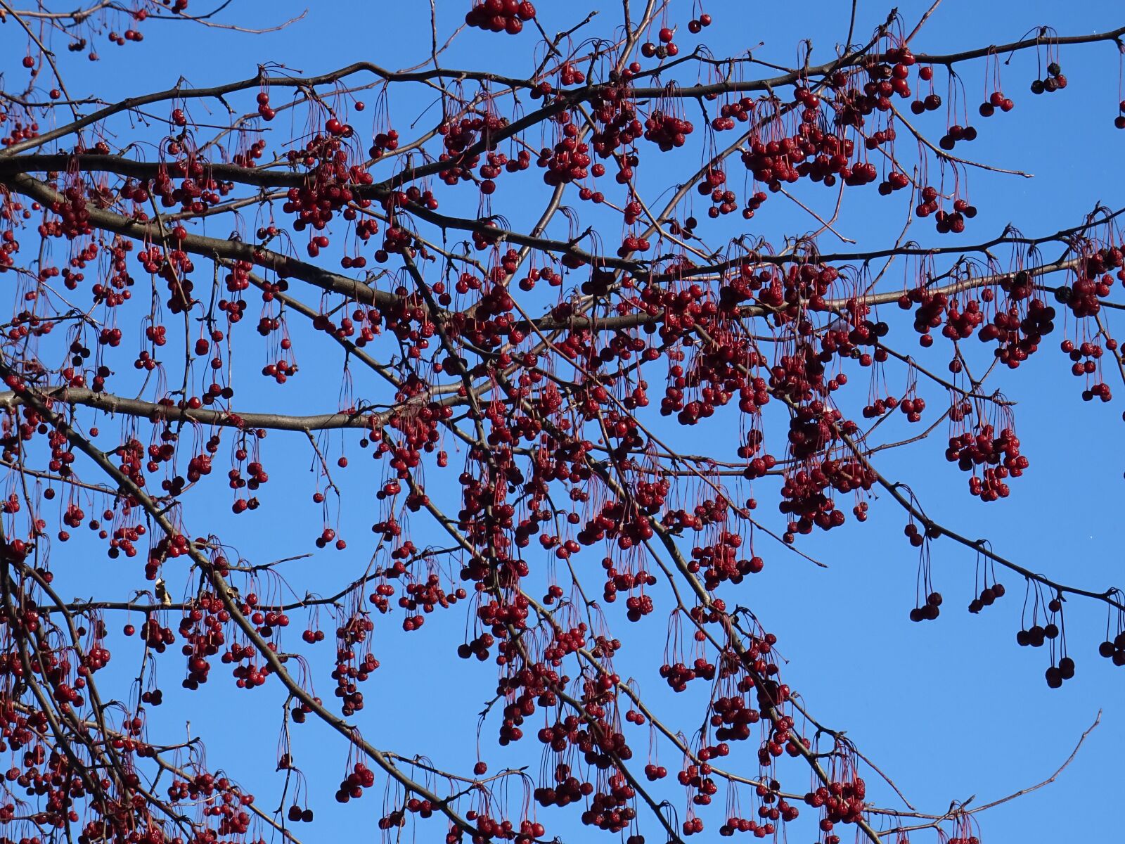 Sony DSC-HX60V sample photo. Tree, red, fruit photography