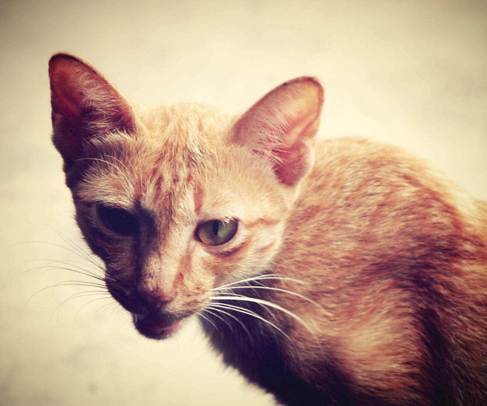 Olympus E-300 (EVOLT E-300) sample photo. Animal, animal, photography, background photography