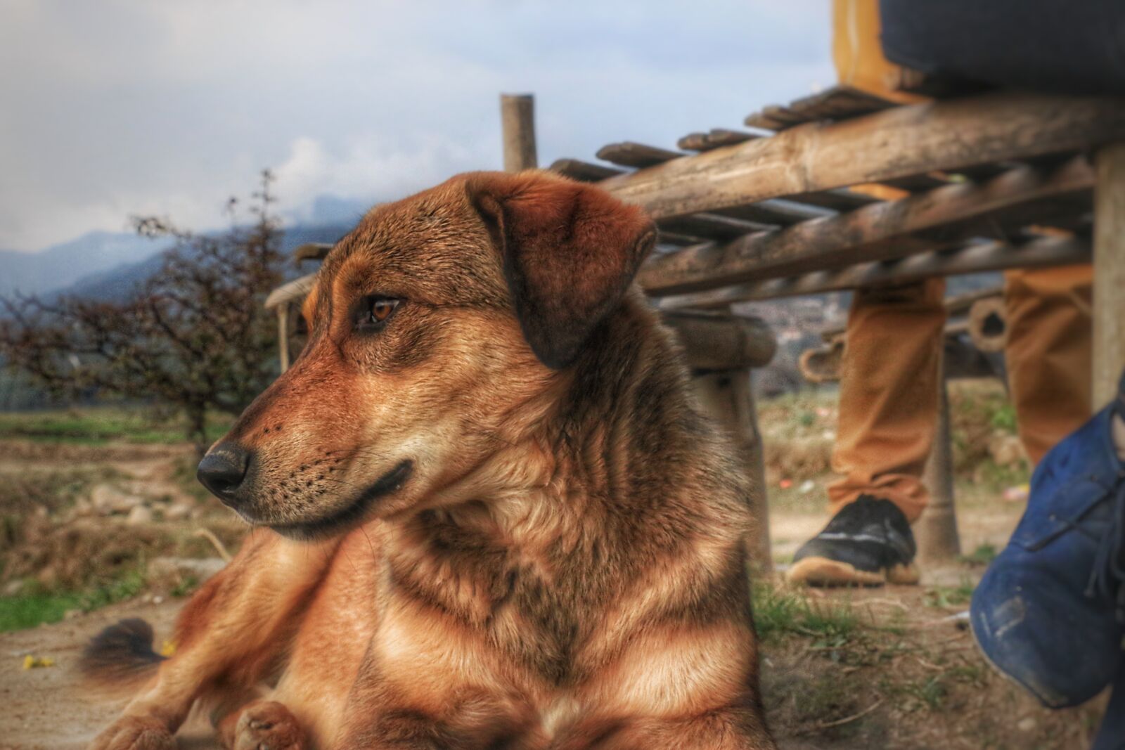Canon EOS 70D sample photo. Closed, eyes, dog, hd photography