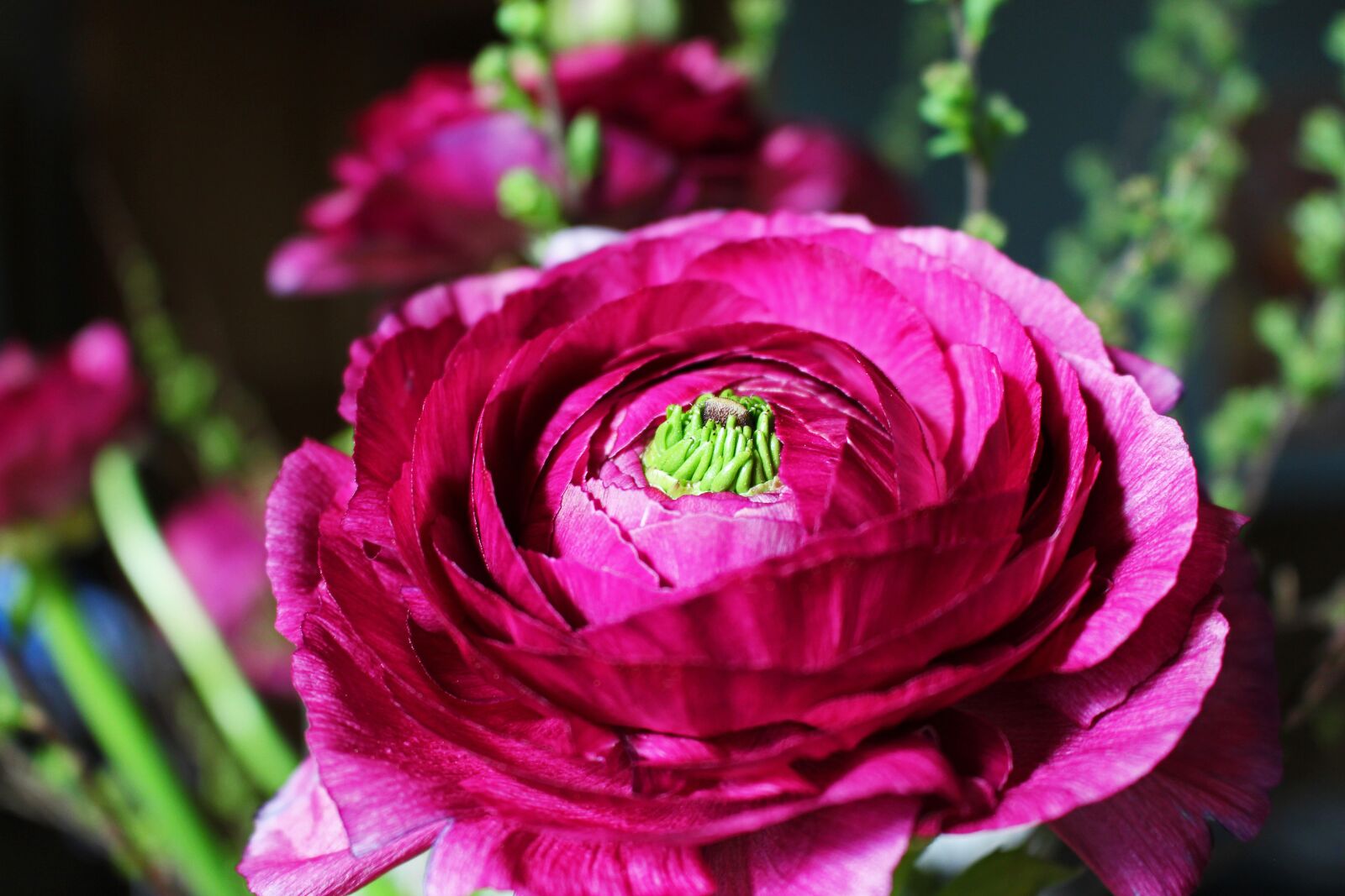 Canon EOS 700D (EOS Rebel T5i / EOS Kiss X7i) sample photo. Ranunculus, spring flower, flower photography