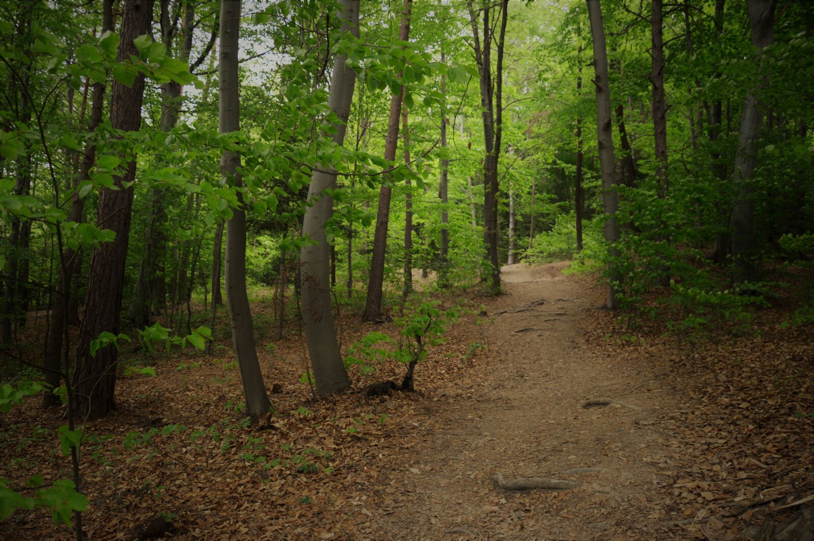 Nikon D3200 sample photo. Forest, summer, tree photography