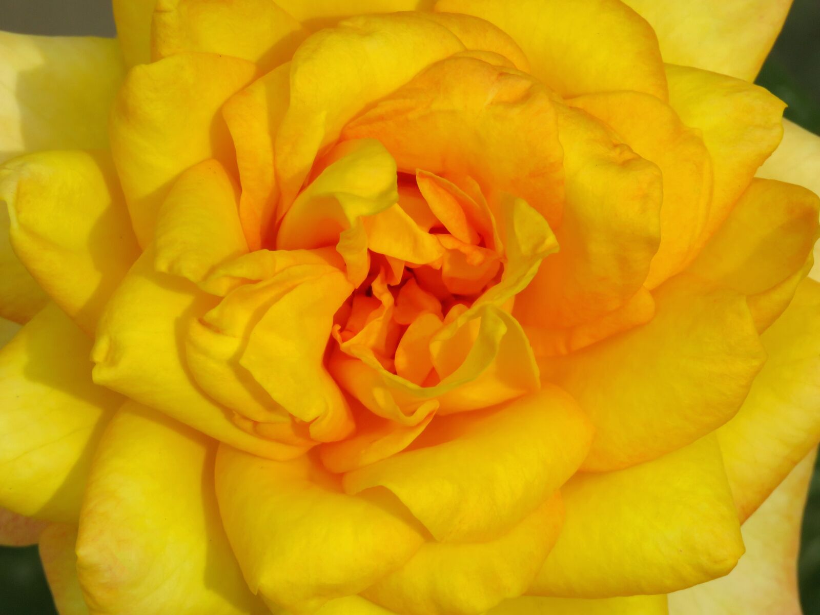 Canon PowerShot SX60 HS sample photo. Just rose, just yellow photography