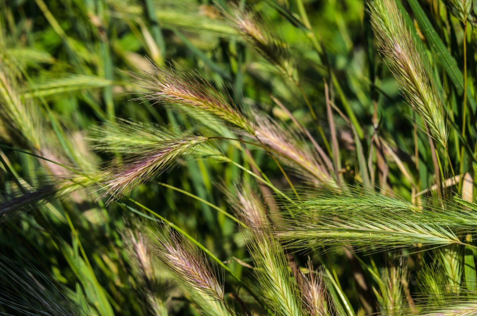 Nikon D7000 sample photo. Background, grass, green photography