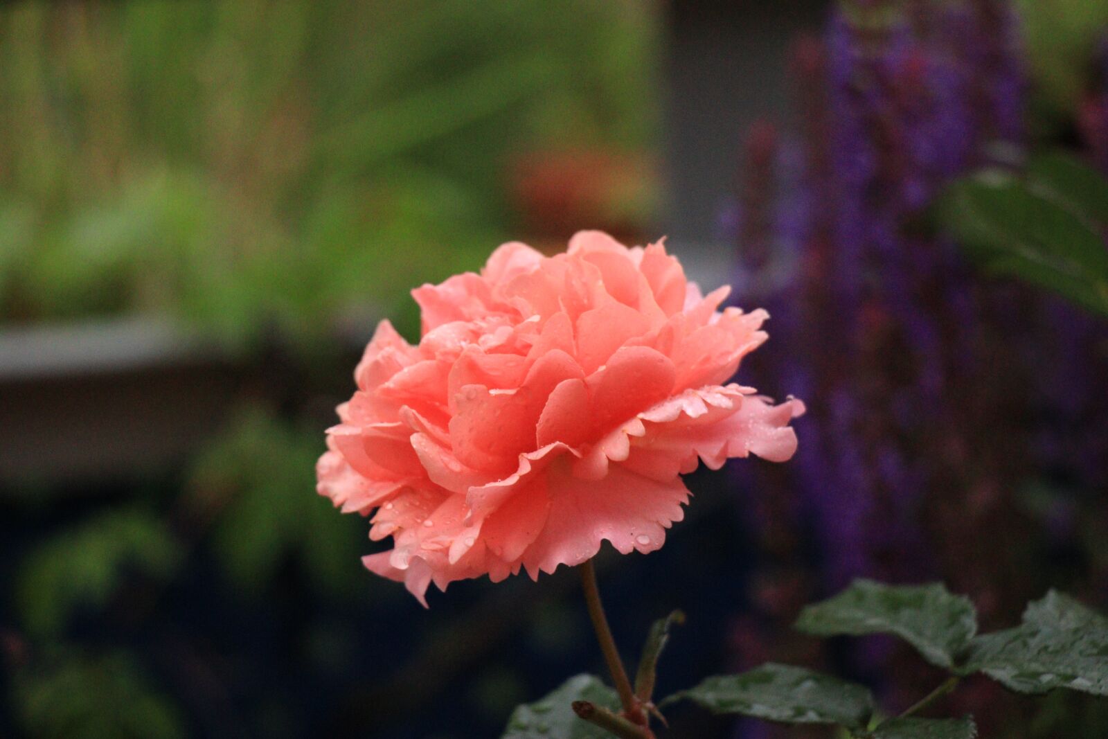 Canon EOS 80D sample photo. Rose, salmon colored, tender photography