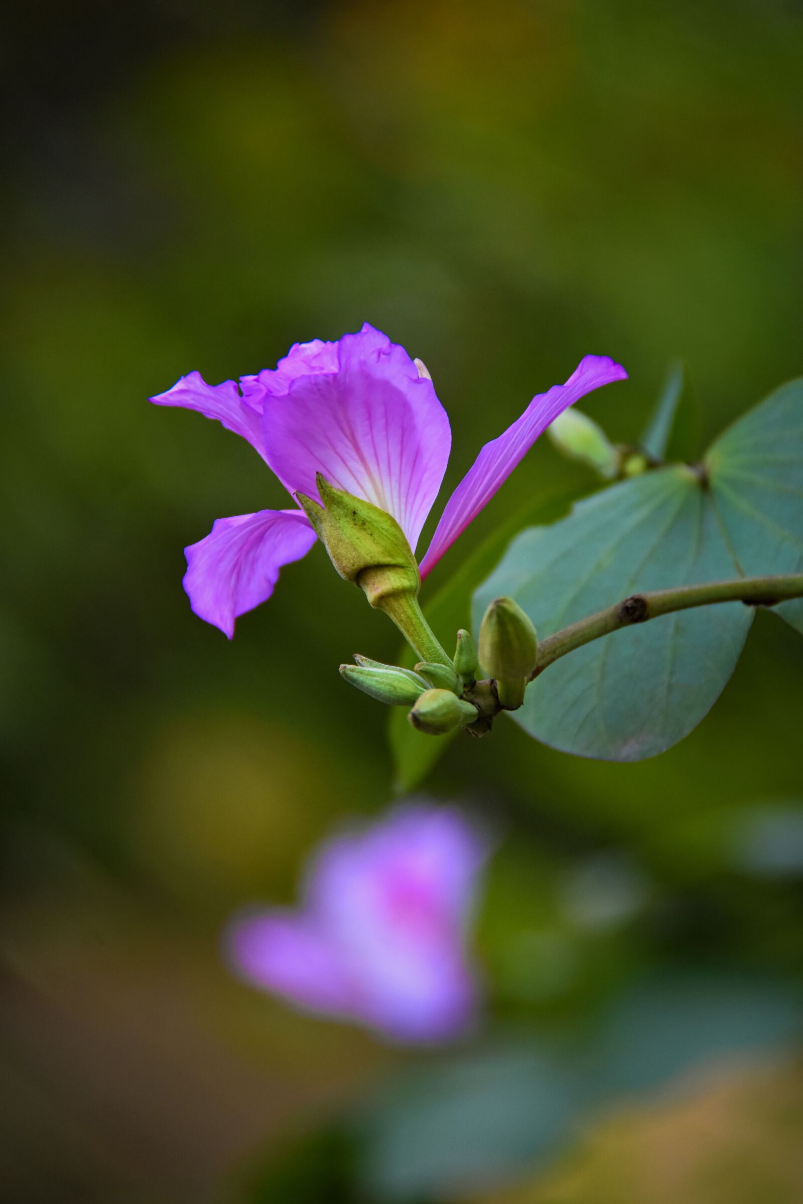 Nikon D7200 sample photo. Purple, united board, nice photography