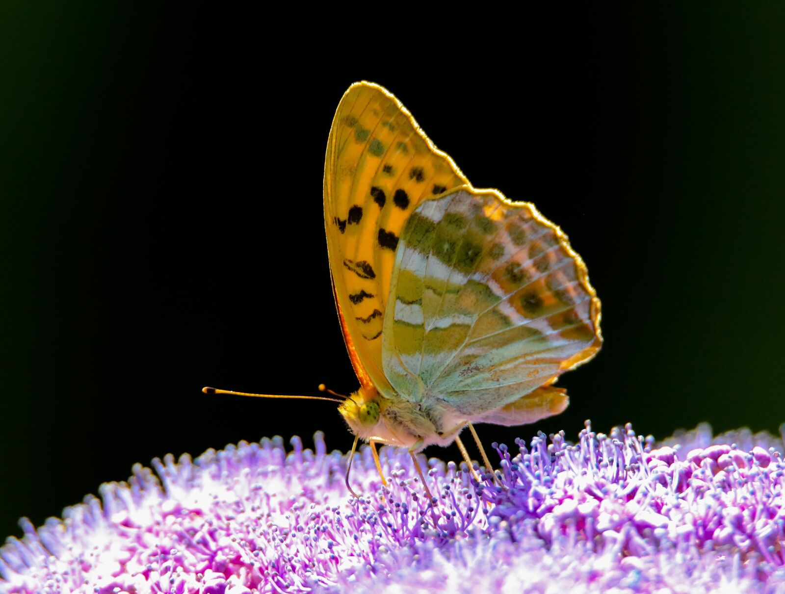 Tamron SP 150-600mm F5-6.3 Di VC USD sample photo. Animal world, butterfly, insect photography