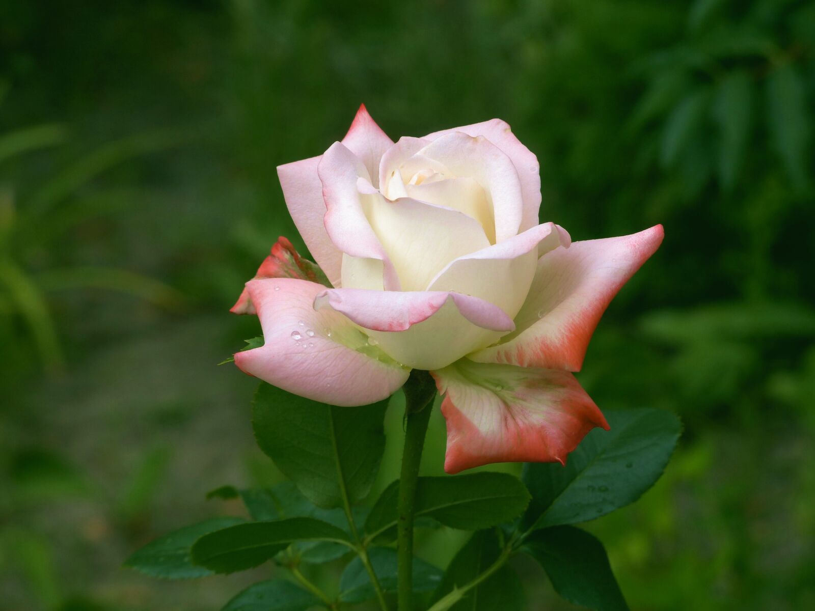 Panasonic Lumix DMC-FZ200 sample photo. Rose, flower, bloom photography