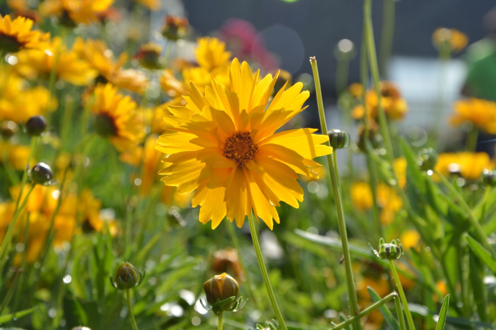 Nikon D5200 sample photo. Flower, plant, marguerite orange photography
