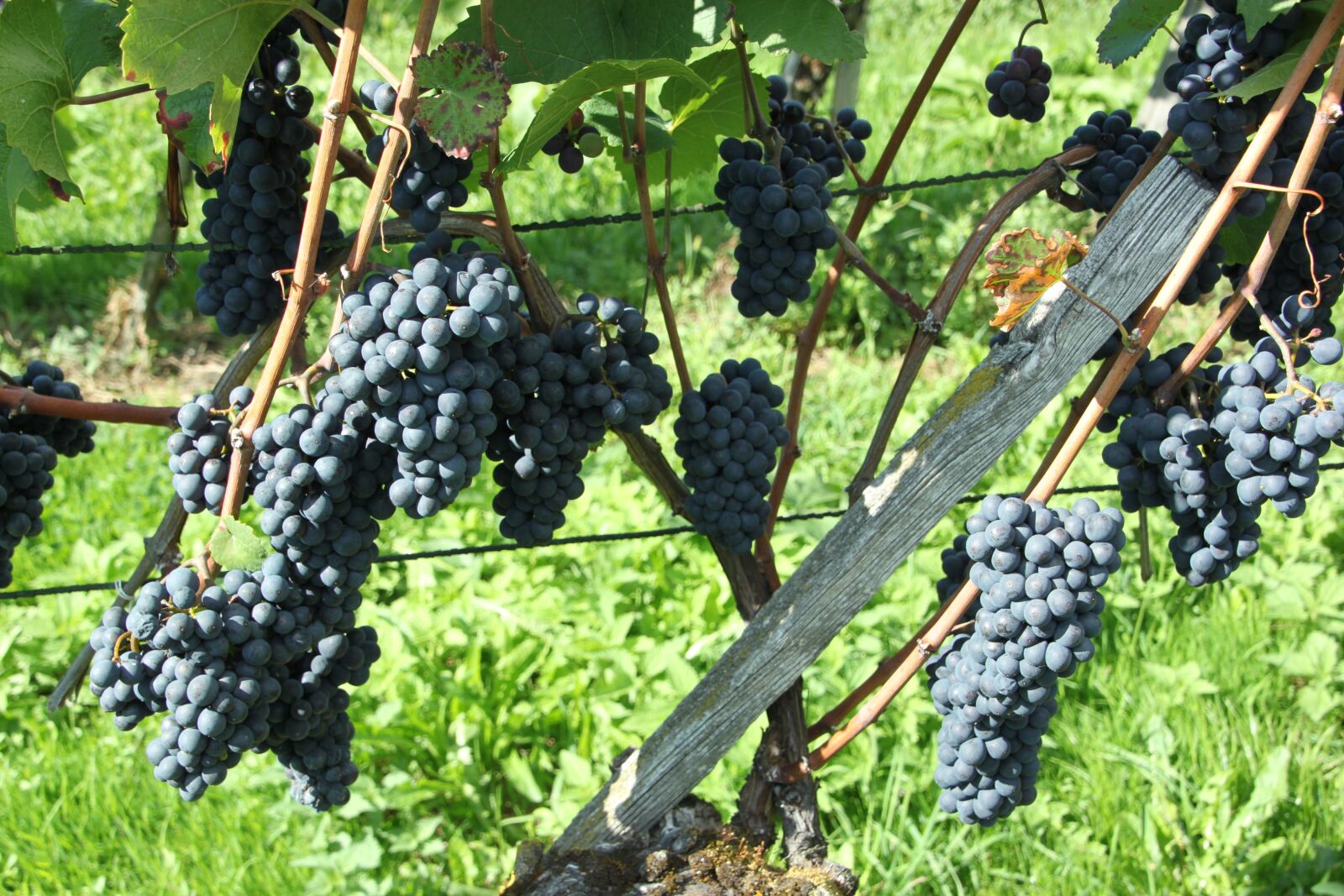 Canon EOS 500D (EOS Rebel T1i / EOS Kiss X3) sample photo. Pinot noir, fruit, climber photography