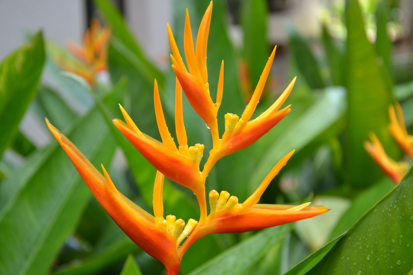 Nikon D3100 sample photo. Flower, orange, blossom photography