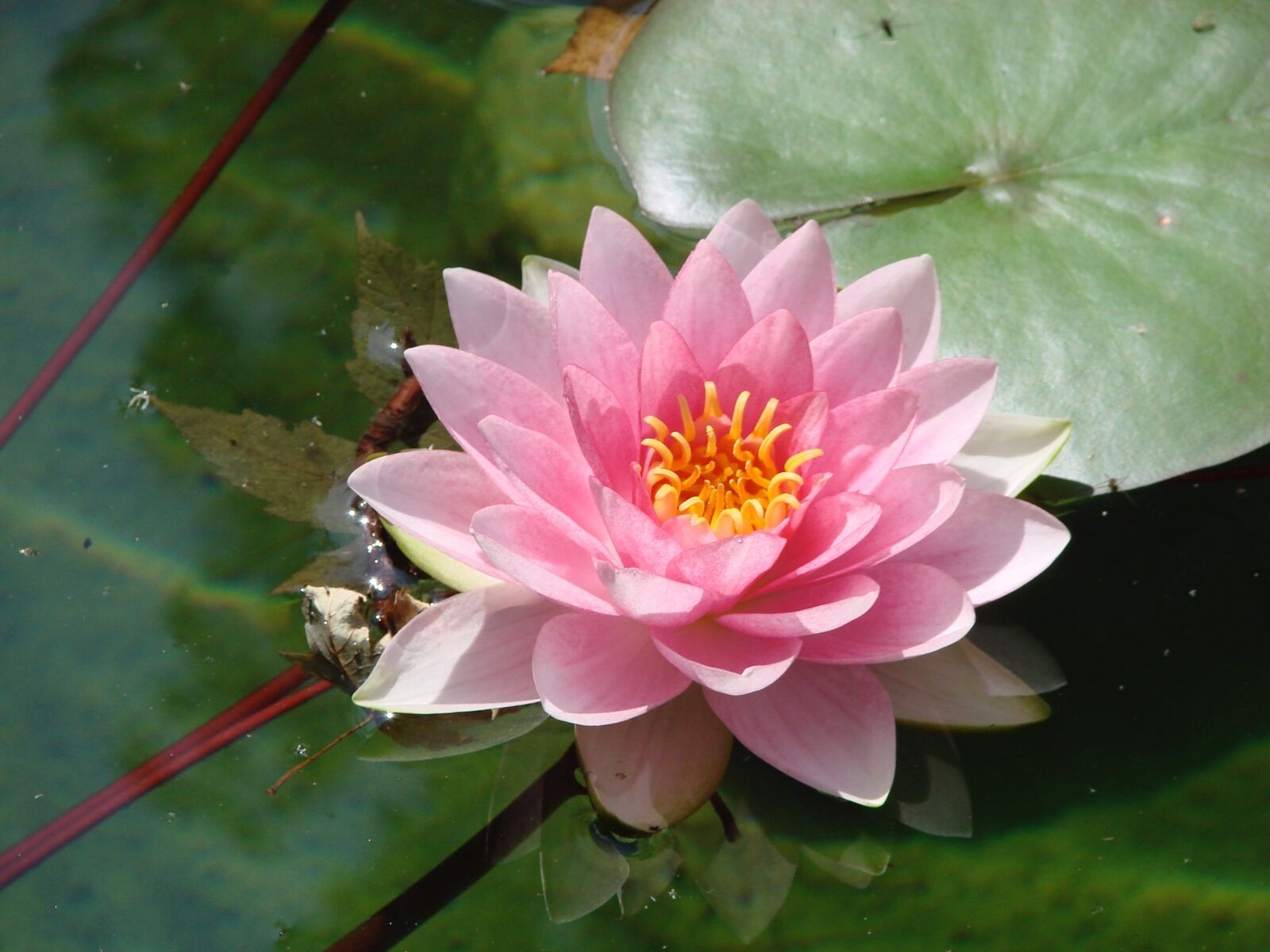 Sony DSC-H5 sample photo. Water lily, bloom, petals photography