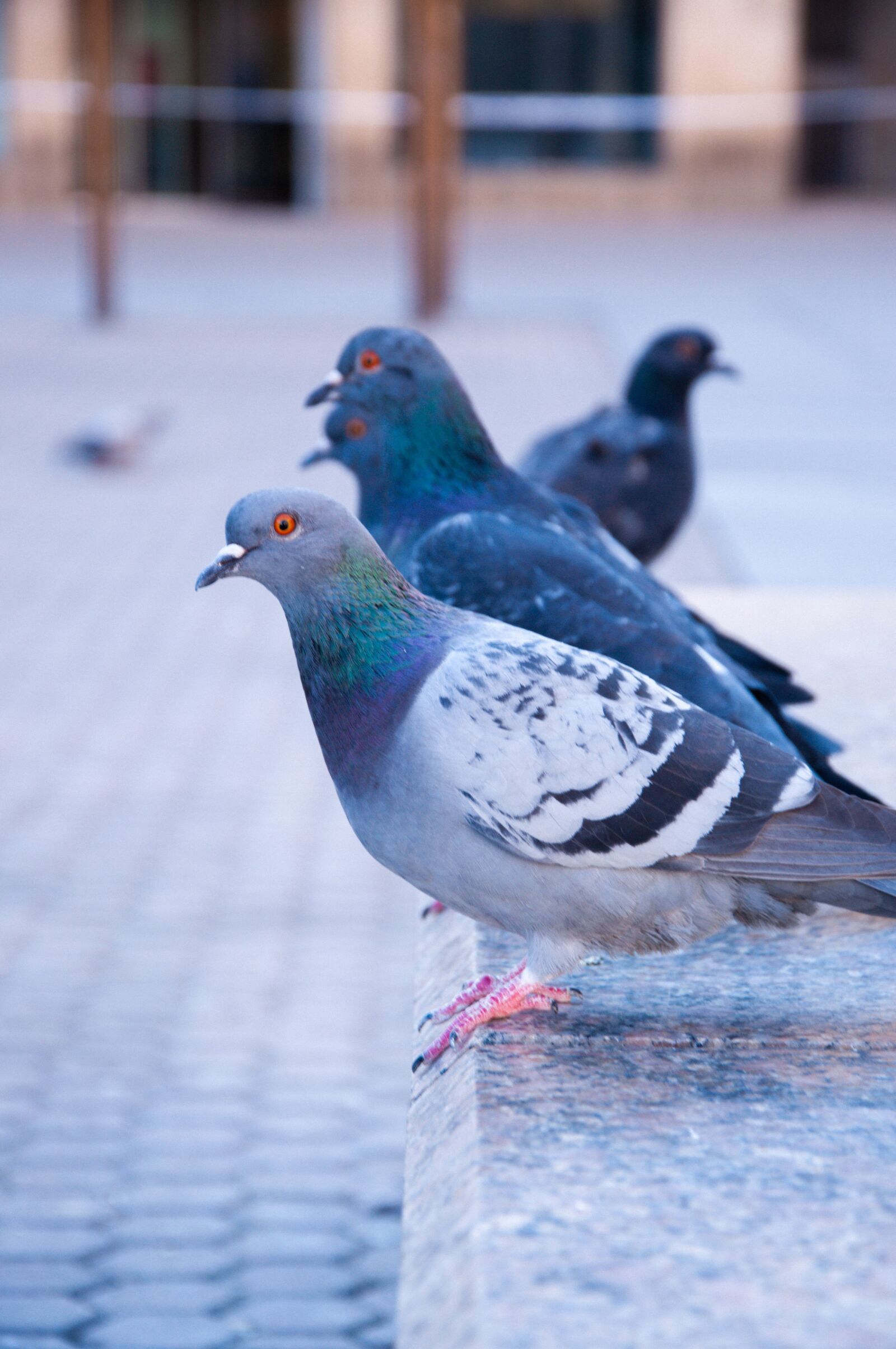 Nikon D90 sample photo. Pigeon, city, bird photography