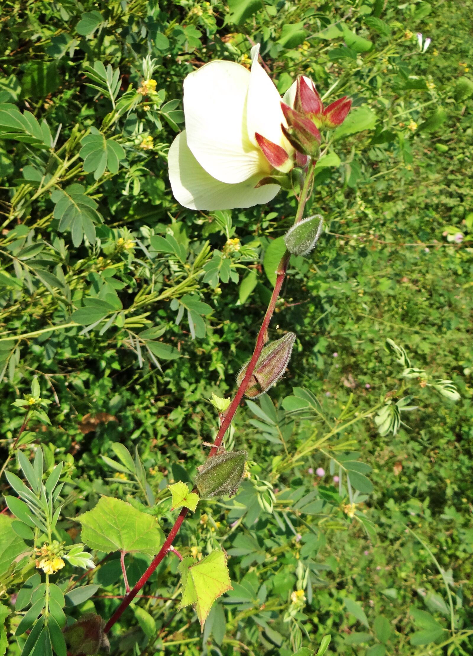Sony DSC-HX200V sample photo. Wild ladyfinger, abelmoschus manihot photography