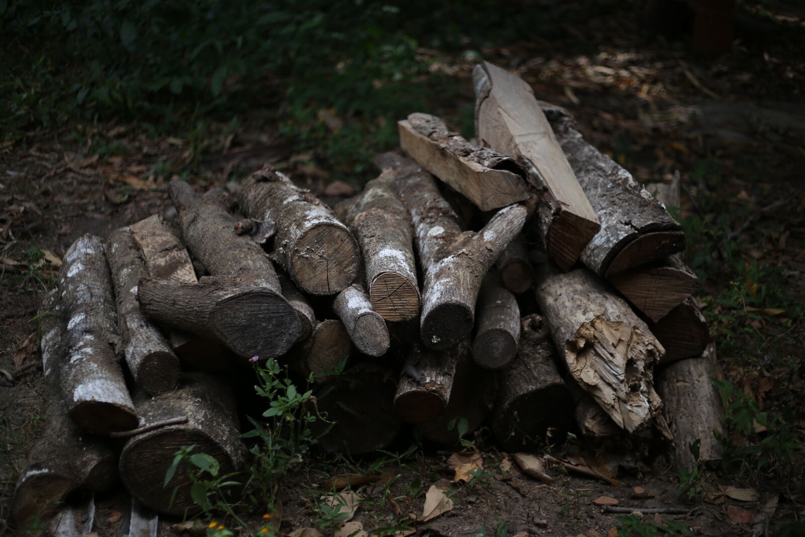 Canon EF 50mm F1.8 II sample photo. Firewood, wood, coal photography