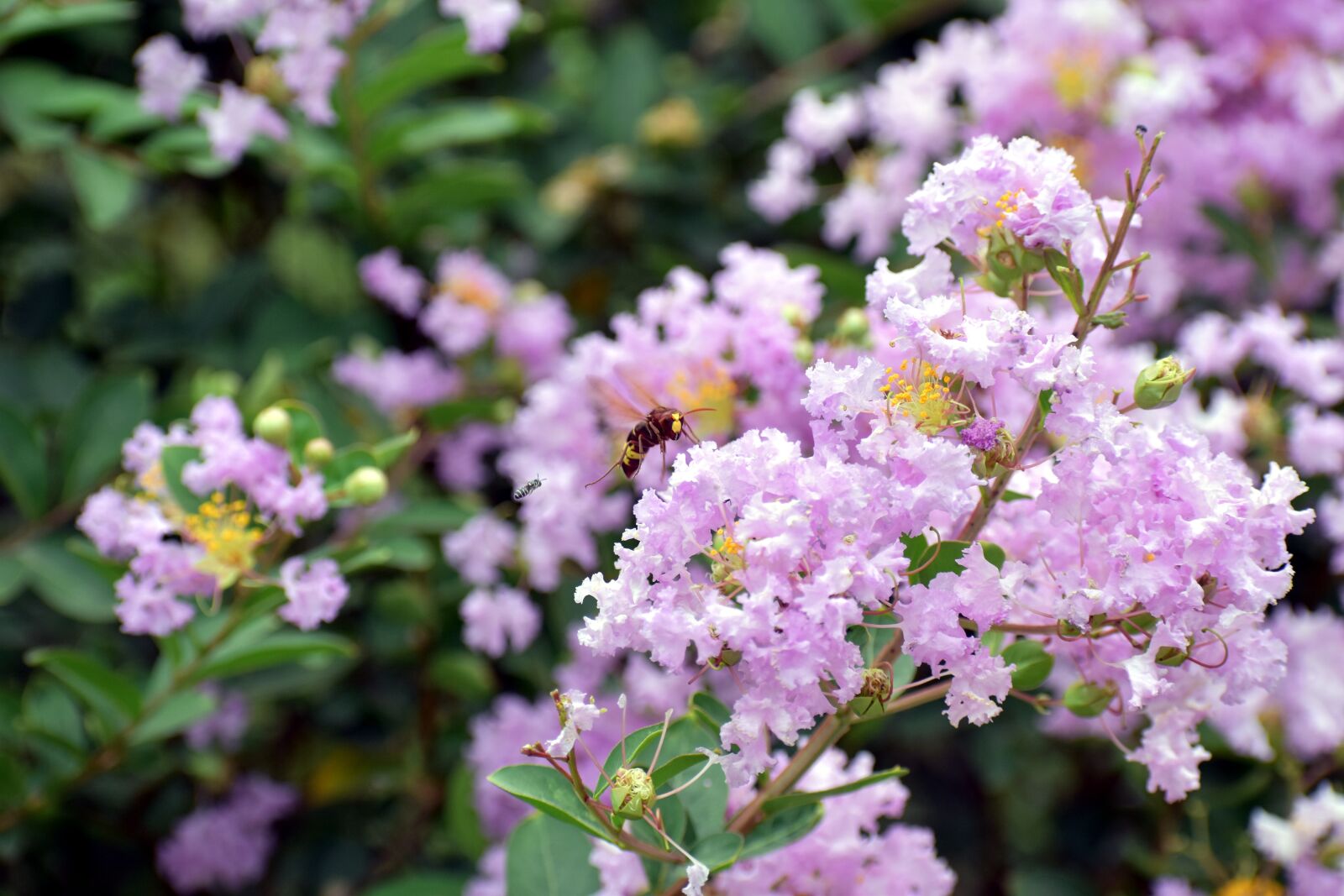 Nikon D5600 sample photo. Honey bee, purple white photography