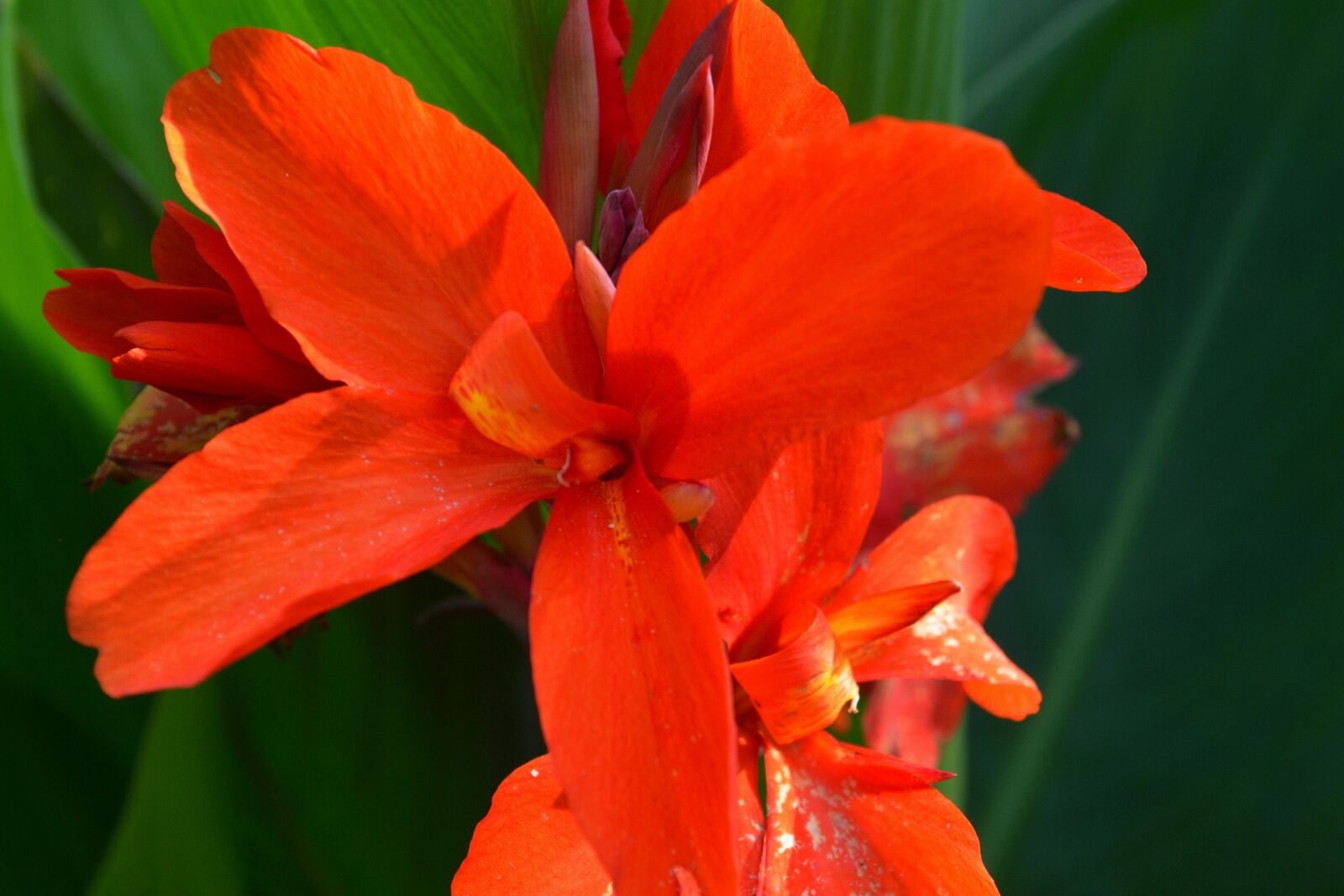 Nikon D3100 sample photo. Red, blossom, bloom photography