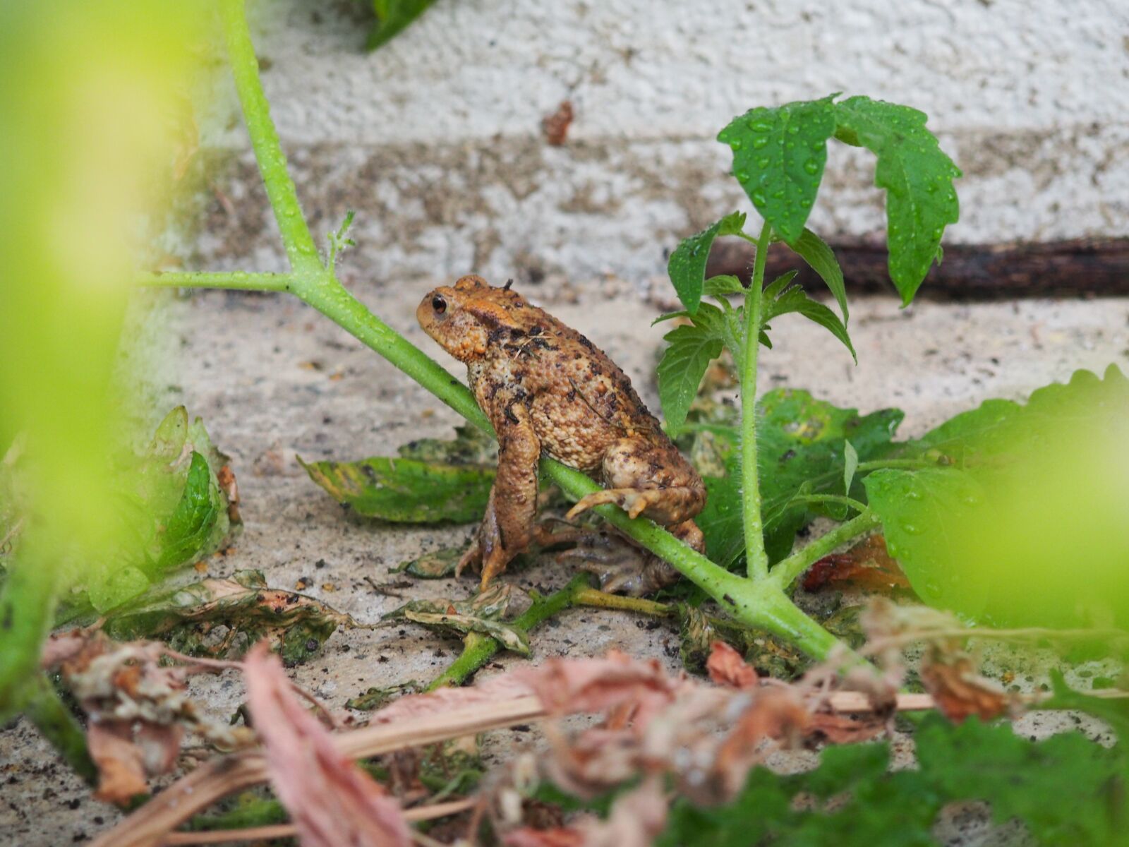 Olympus OM-D E-M10 sample photo. Toad, frog, nature photography