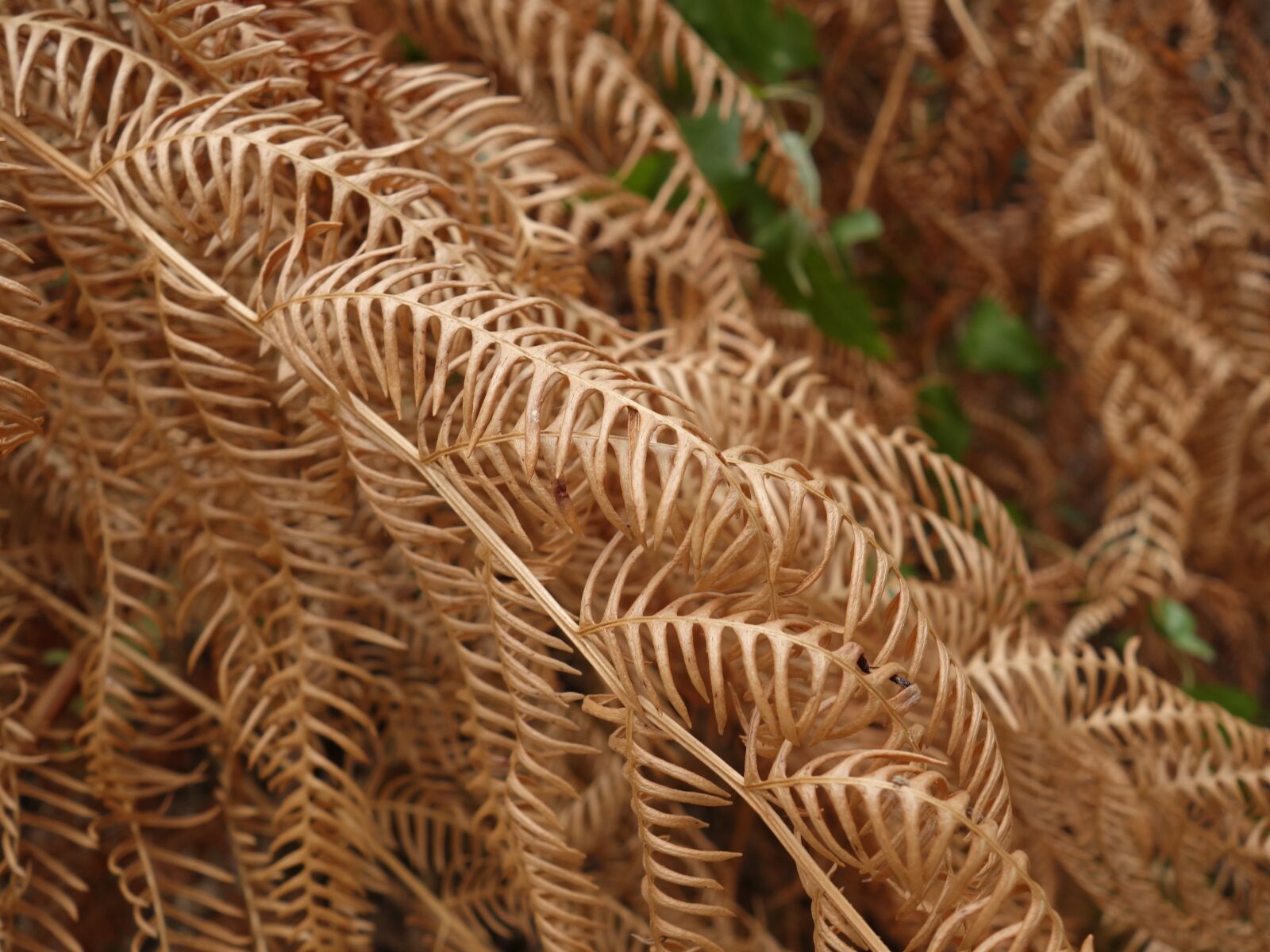 Sony Cyber-shot DSC-RX100 II sample photo. Fern, dry, heat photography