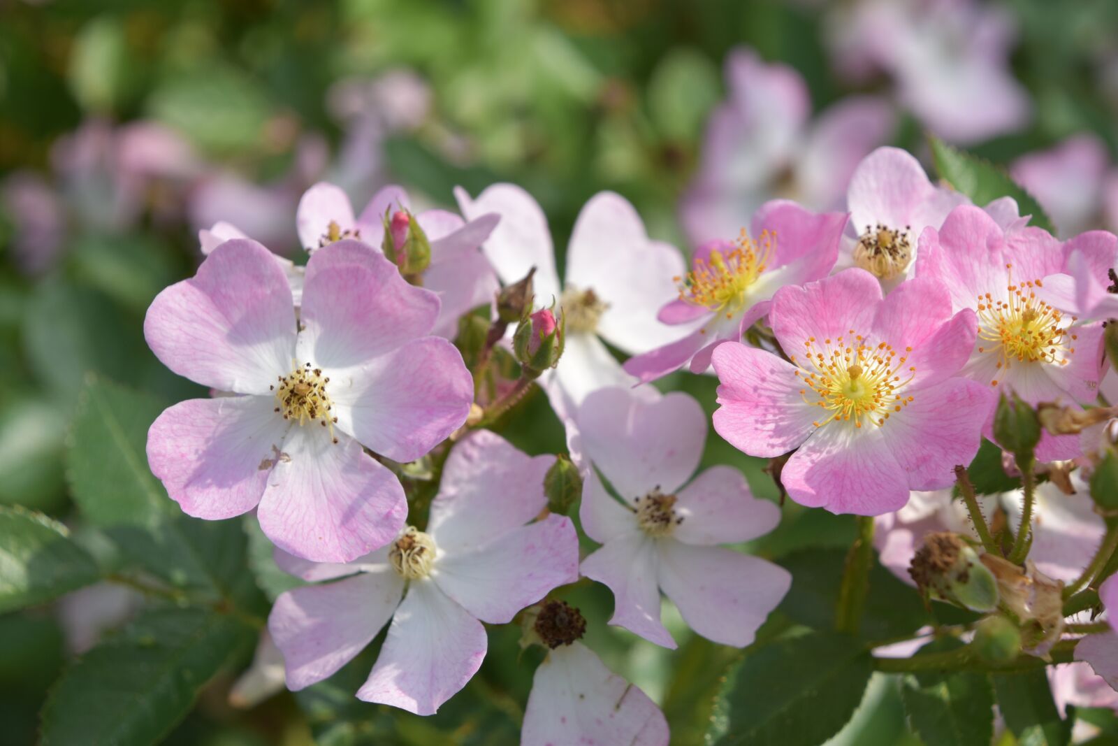 Nikon D5600 sample photo. Pink, rosebush, rosary photography