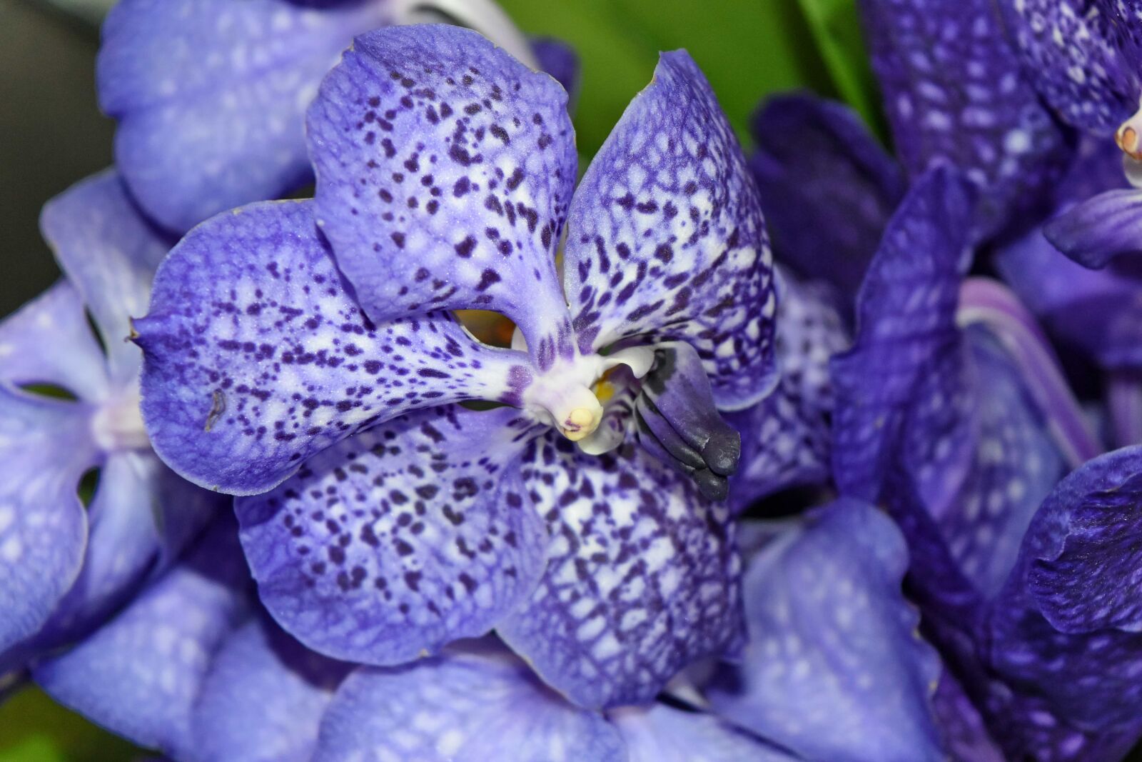 Nikon D5500 sample photo. Orchid, purplish, tropical, plant photography