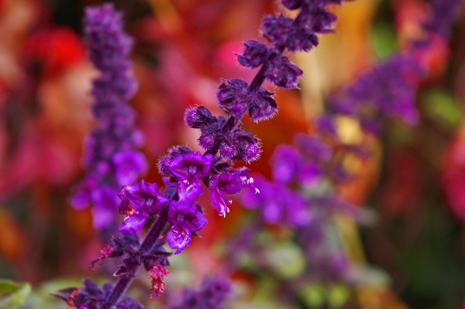 Pentax *ist DL2 sample photo. Flowering basil, basil, herbs photography