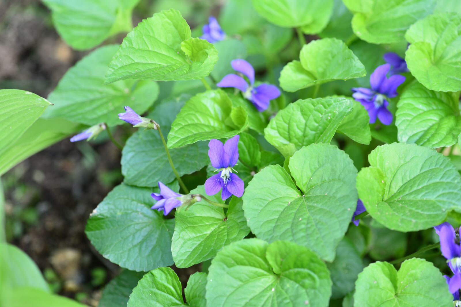 Nikon D810 sample photo. American violet, purple, garden photography