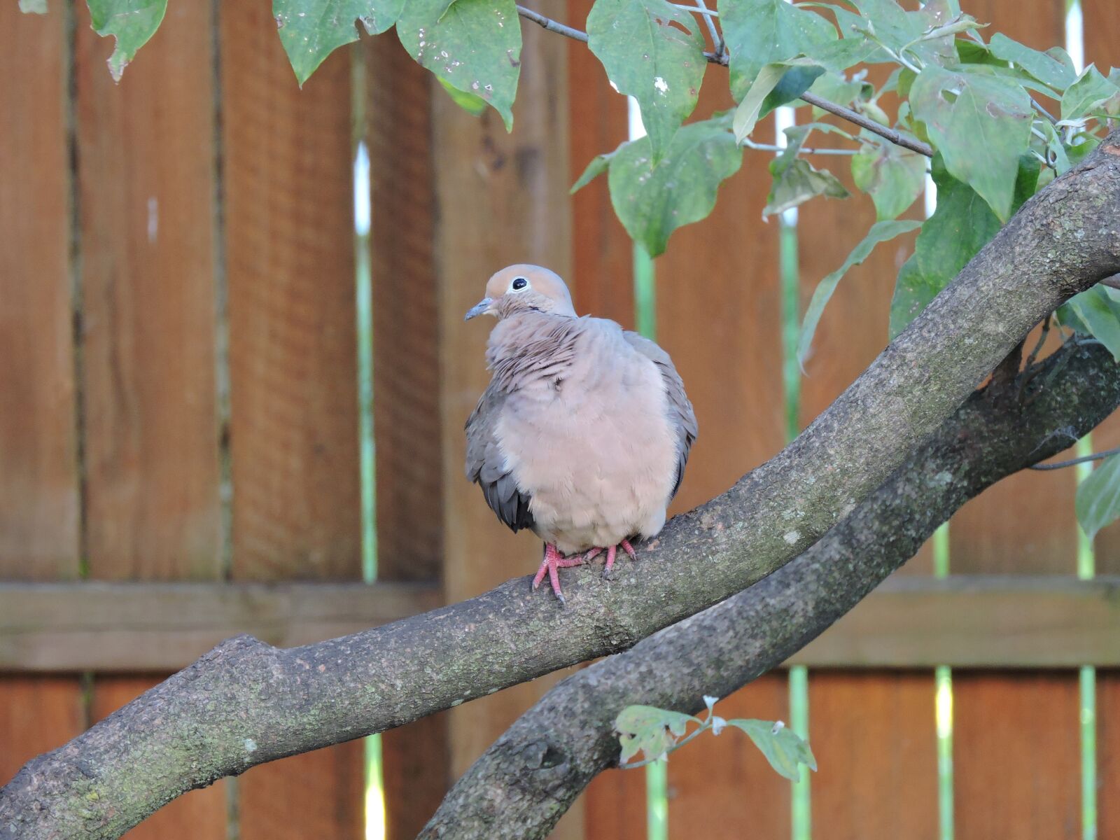 Nikon Coolpix P600 sample photo. Mourning dove, doves, birds photography