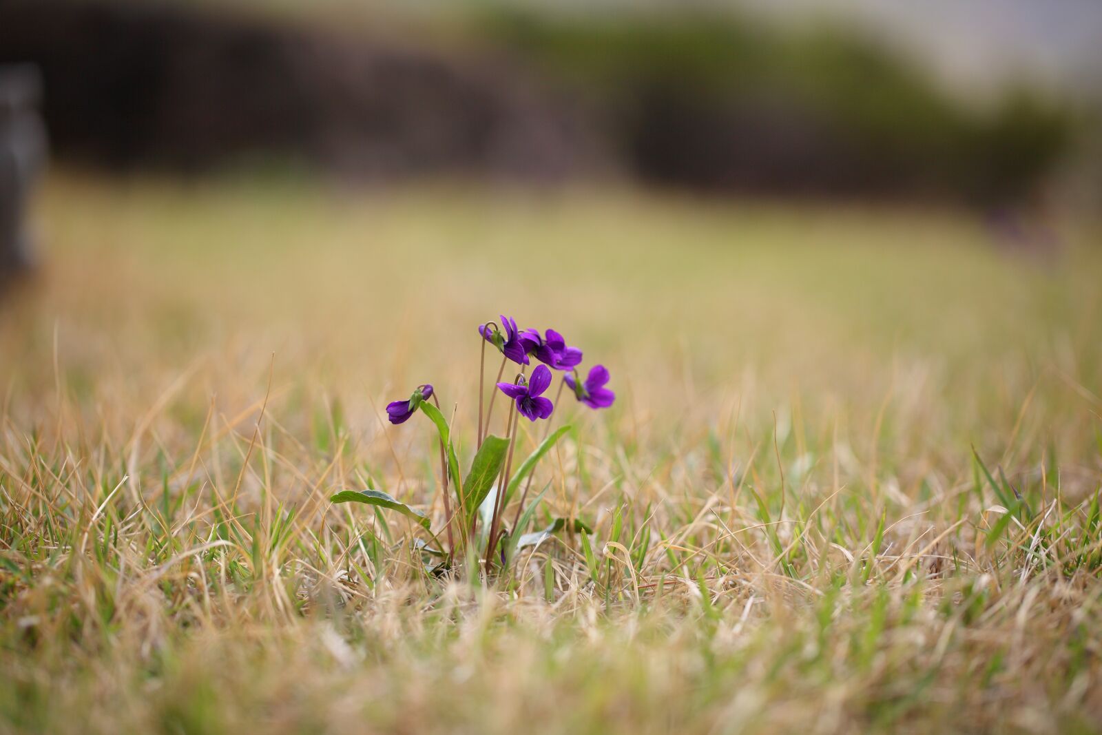 Canon EOS 5D Mark II sample photo. S, grass, nature photography