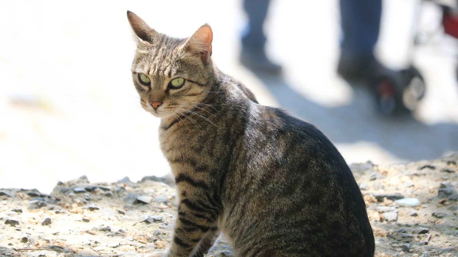 Canon EOS 750D (EOS Rebel T6i / EOS Kiss X8i) sample photo. Animals, cute, cat photography