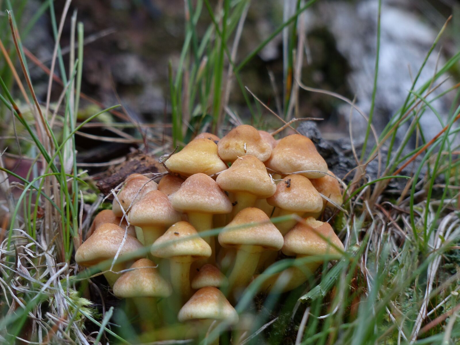 Panasonic Lumix DMC-FZ200 sample photo. Wild, mushrooms, poisoned photography