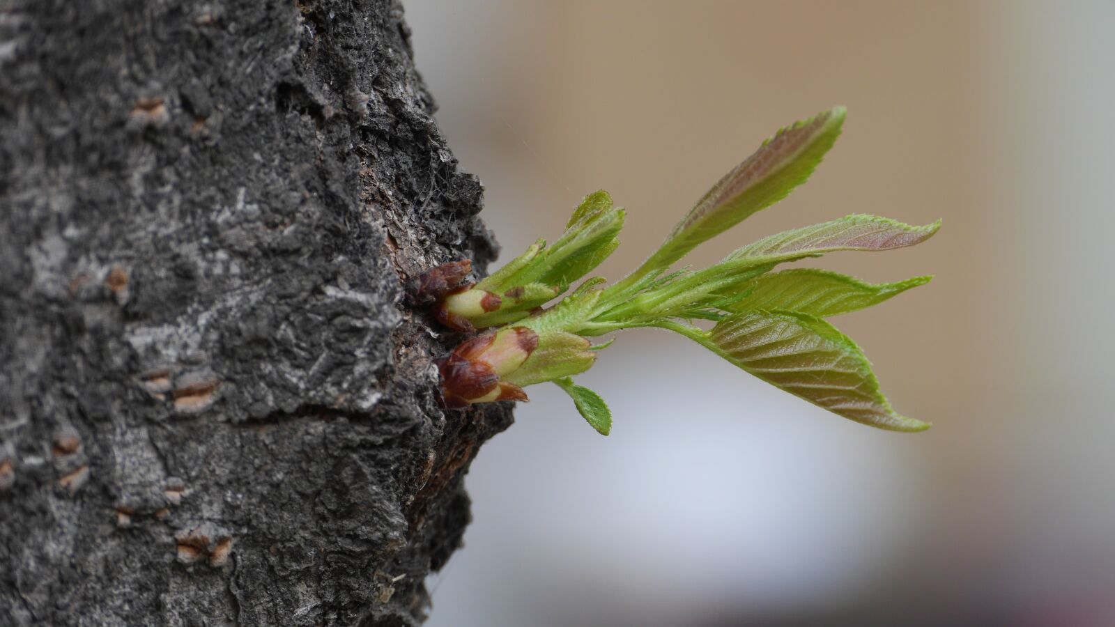 Panasonic Lumix DMC-GH3 sample photo. Leaf, plants, nature photography