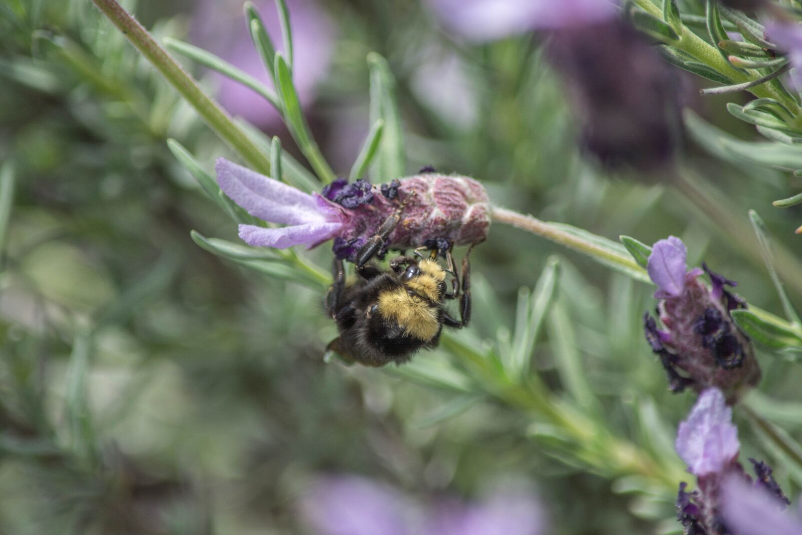Nikon D5200 sample photo. Bumblebee, insect, branch, flower photography
