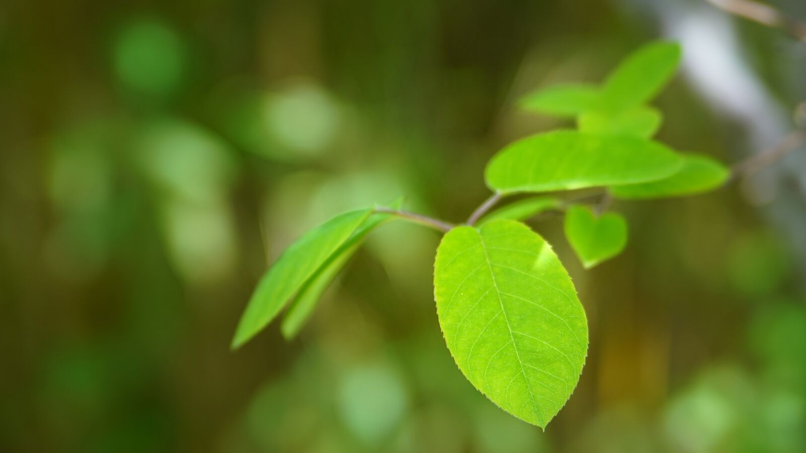 Sony Alpha a5000 (ILCE 5000) + Sony DT 50mm F1.8 SAM sample photo. Leaf, plant, nature photography
